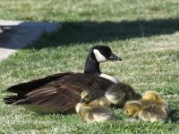 Goose.jpg