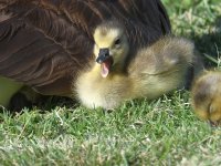 Gosling.jpg