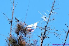 DSC_7390_001.JPG
