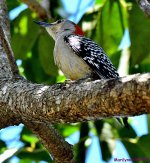 DSC_7415_001.JPG
