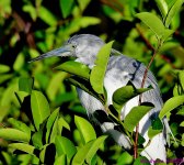 DSC_7460_001.JPG