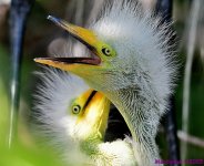 DSC_7554_001.JPG