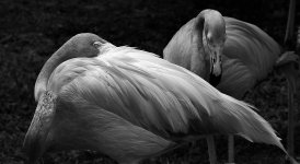 DSC_3391.JPG