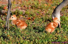DSC_7578_001.JPG