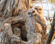 OwlsNearNest-110.jpg