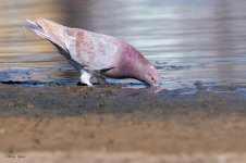 PigeonDrink-111.jpg