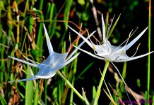 DSC_7758_001.JPG