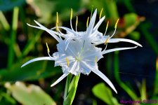 DSC_7760_001.JPG