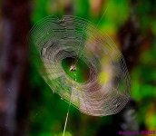 DSC_7763_001.JPG