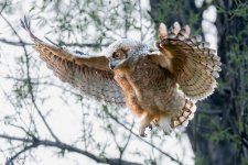 OwlBabyFlight-111.jpg