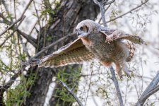OwlBabyFlight-114.jpg