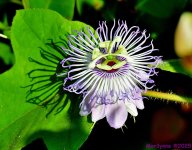 DSC_7918_001.JPG