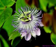 DSC_7920_001.JPG