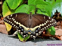 DSC_7931_001.JPG