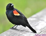 DSC_7950_001.JPG