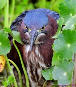 DSC_7967_001.JPG