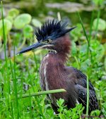 DSC_7972_001.JPG