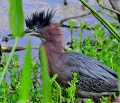 DSC_7974_001.JPG