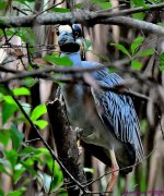 DSC_7993_001.JPG