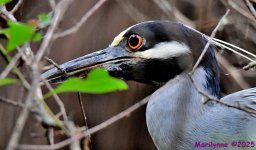 DSC_8003_001.JPG