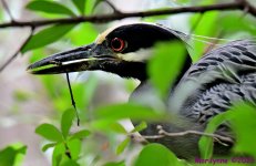 DSC_8011_001.JPG