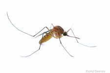 mosquito.jpg
