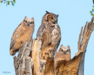 OwlNest-112.jpg