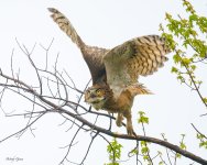 OwlTakeoff-112.jpg