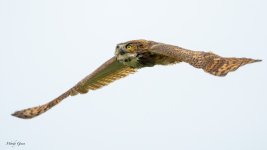 OwlTakeoff-113.jpg