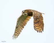 OwlTakeoff-114.jpg