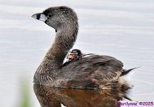 DSC_8237_001.JPG