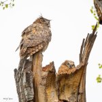 OwlNestWet-113.jpg