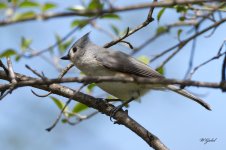 Titmouse sm.jpg
