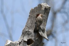 Northern flicker sm.jpg