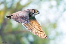 OwlFlight-113.jpg
