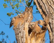 OwlsThreat-113.jpg