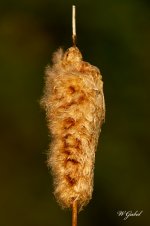 Goldenhour Cattail sm.jpg