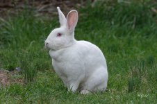 Giant white rabbit sm.jpg