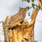 OwlDoting-113.jpg