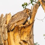 OwlDoting-115.jpg