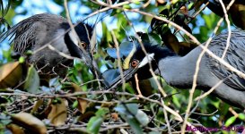 DSC_8304_stitch3_001.JPG