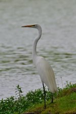 500_0057R_cr.jpg