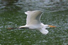 500_0032R_ShN_cr.jpg