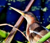 DSC_8513_001.JPG