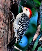DSC_8566_001.JPG