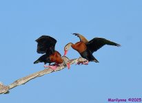 DSC_8618_001.JPG