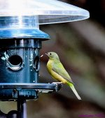 DSC_8628_001.JPG