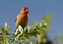 ROY_0044.JPG