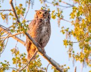 OwlMomPerched-114.jpg