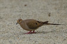 ROY_0257.JPG
